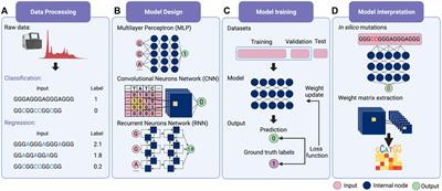 Deep Learning in RNA Structure Studies